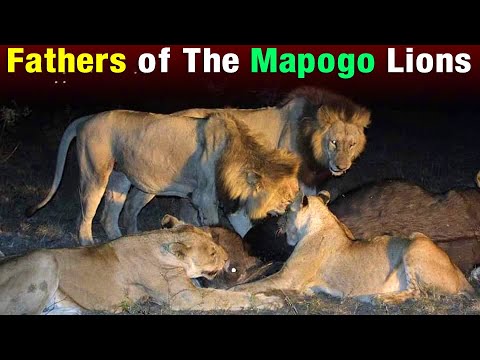 West Street Males | The Legendary Fathers of the Mapogo Lions