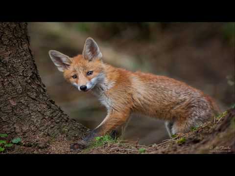 Mensch-Tier-Natur und Aktionsbündnis Fuchs fordern