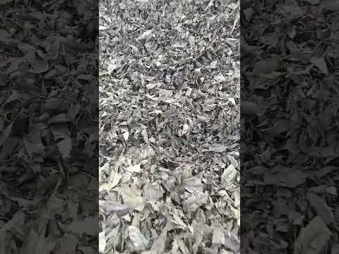 Dry Guava Leaves