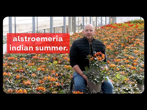 Plant Profile: Alstroemeria Indian Summer