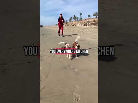 Meet the Cavalier King Charles Spaniel featuring Herky and Milton #cavalierkingcharlesspaniel