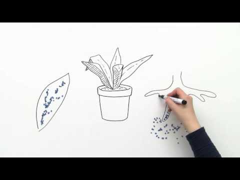 WASSERTRANSPORT IN PFLANZEN | Biologie | Ökologie