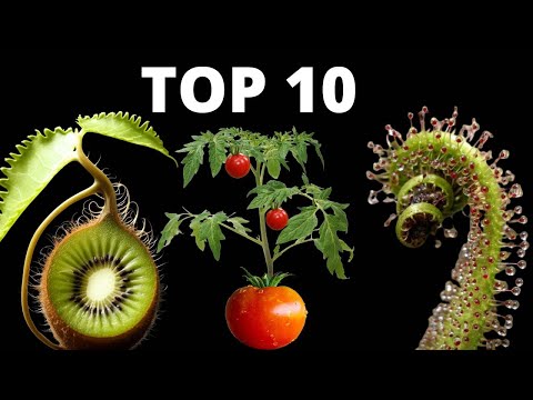 Mind-Blowing Time Lapse: Witness Nature's 800-Day Journey in 10 Mins