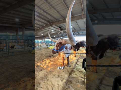 Почему рога техасских лонгхорнов так ценятся? 🤠🐂 #facts