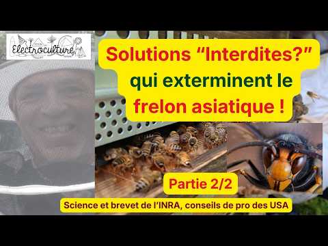 Comment exterminer le frelon asiatique d'un secteur selon la science et un brevet de l'INRA.