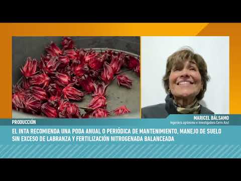 INTA Cerro Azul impulsa el cultivo de rosella