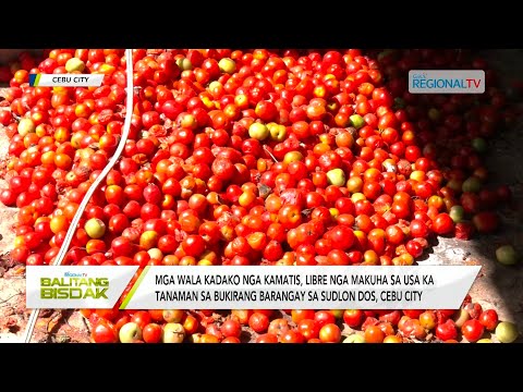 Balitang Bisdak: Pick-all-you-can sa kamatis, gitanyag sa usa ka mag-uuma