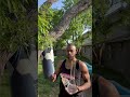 Big bong rips