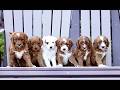 Mini Goldendoodle dogs for sale: Kenny - Video 1