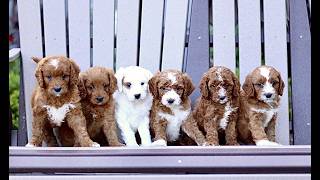 Video preview image #1 Goldendoodle (Miniature) Puppy For Sale in LANCASTER, PA, USA