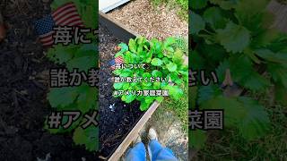 🇺🇸苺について教えてください🙏🏻10月でも苺は実るんでしょうか? #アメリカ生活 #アメリカ子育て #家庭菜園 #いちご #いちご狩り