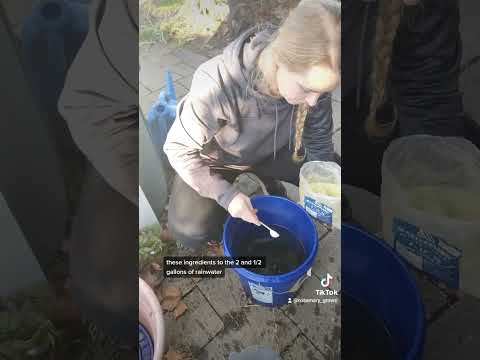 What I Feed My Indoor Peppers