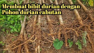 Download lagu pembuatan bibit durian dari pohon durian cabutan mp3 Download lagu pembuatan bibit durian dari pohon durian cabutan mp3