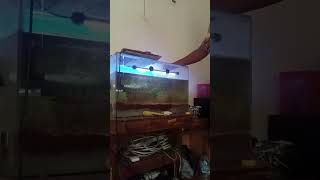 Download lagu Iwan Fals || Ikan ikan kecil didalam aquarium #Iwanfalas #Oi mp3 Download lagu Iwan Fals || Ikan ikan kecil didalam aquarium #Iwanfalas #Oi mp3