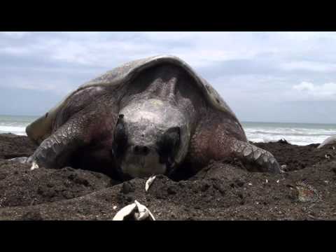 Olive Ridley Sea Turtle- The "Arribada"