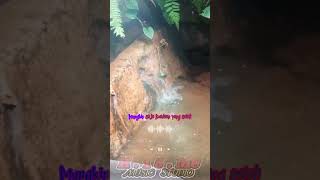 Download lagu Gigi - My Facebook #armanmaulana #dewabudjana #music #liriklagu #storywa #viral #karaoke mp3