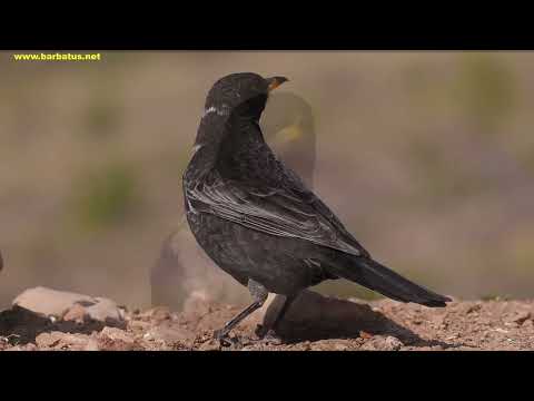 MIRLO CAPIBLANCO | RING OUZEL | Turdus torquatus