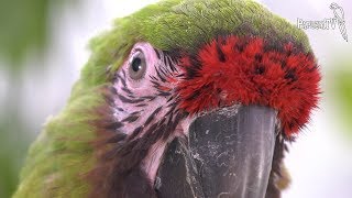 Ara zielona i najstarsza mumia papugi