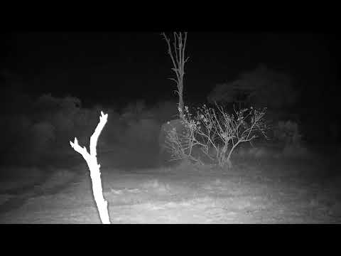 Djuma: Lone Elephant bull meets others-two begin to tussle - 22:40 - 09/25/21