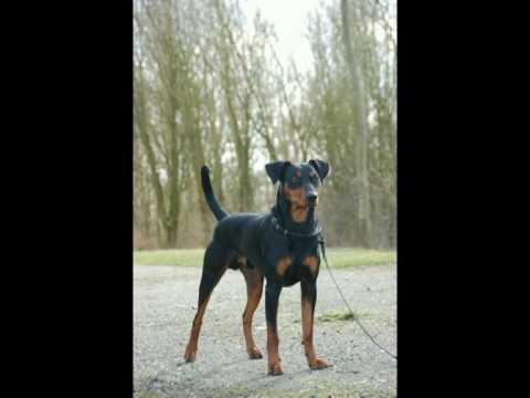 Duitse Pinscher Hugo & JayDee vom Sternentor