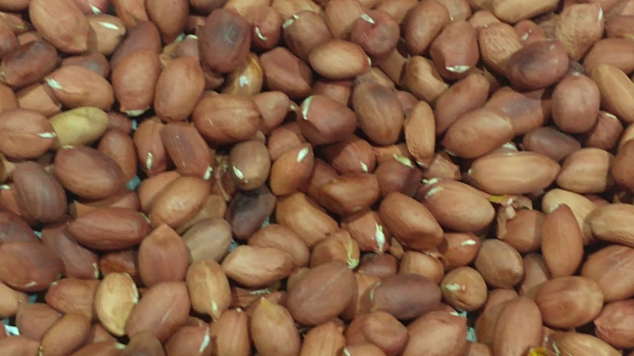 MELHOR LUA E MÊS PARA SE PLANTAR AMENDOIM