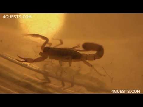 download lagu mp3 mp4 Scorpion Suicide, download lagu Scorpion Suicide gratis, unduh video klip Scorpion Suicide