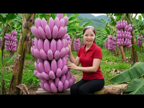 Harvesting 1000+ Purple Laba Banana Goes To Market Sell, Pick Lemon, Garden Care | Han Harvesting
