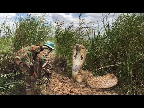 Wow! Brave Man Catch Big Snake By Hand At Rice Field