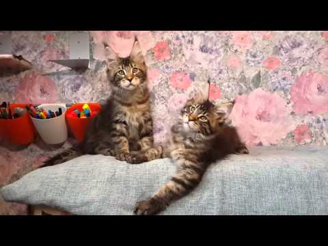 Male Litter V - 03.Jan .2016 born  (27.03.2016) Mainecoon.dn.ua