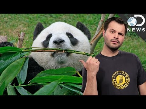 Why Pandas Suck At Being Pandas