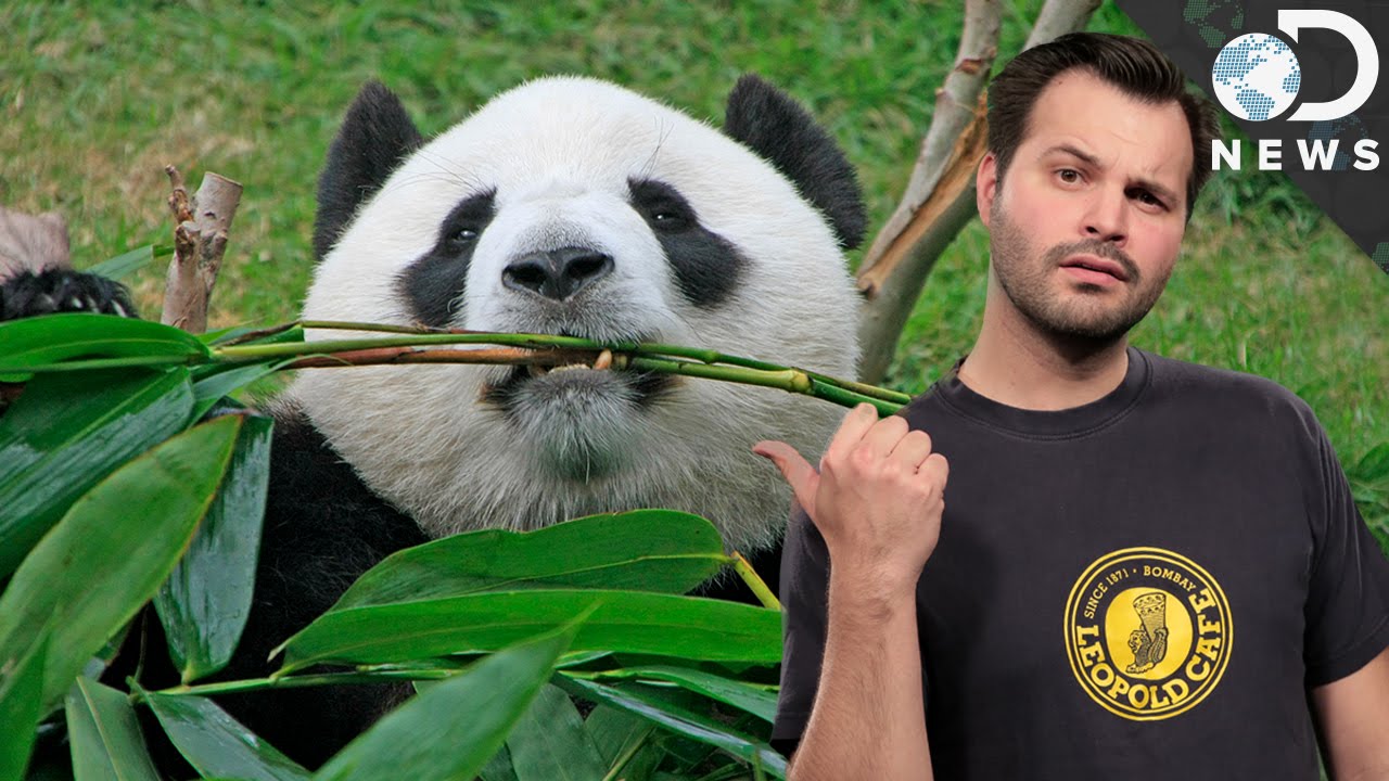 Why Pandas Suck At Being Pandas