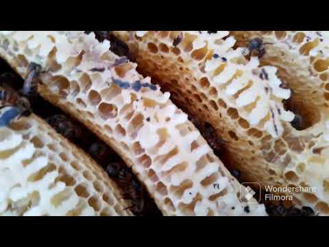 colmena puesta a prueba tipo perma apicultura .vean ustedes mismos