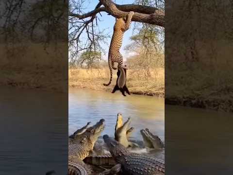 나무 위에서 매달린 표범과 벌꿀오소리, 아래는 악어 떼…