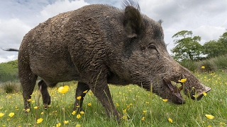 Extremely GRAPHIC! Castrating a Wild Boar! Turning a BOAR into a BAR!