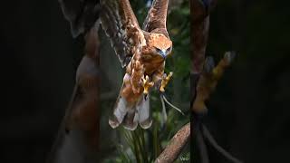 Download lagu Elang Jawa mencari mangsa #wildlife #shorts #fyp #myfiq mp3