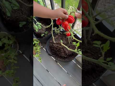 #HomegrownTomatoes #GardeningSuccess