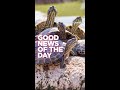 Good News Of The Day Giant Tortoises Might Provide Clues On How To Improve The Ageing Process