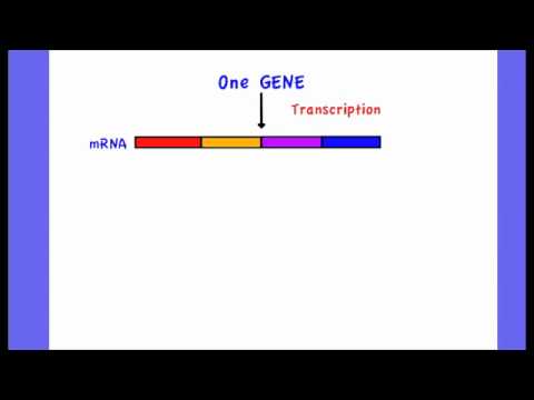 3.5.5 Discuss the relationship between one gene and one polypeptide chain