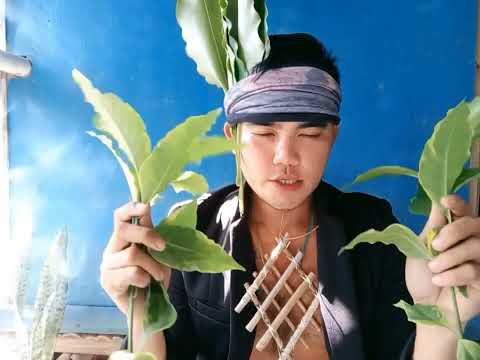 Orimos sang Manog Barang