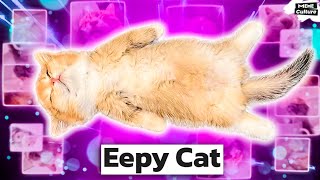 Eepy Cat meme. Explained
