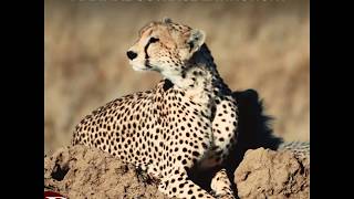 Can cheetahs outrace extinction?