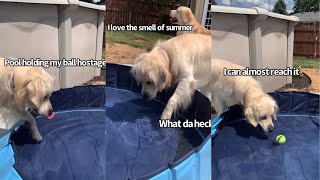 Tempting My Golden Retriever To Get In His Pool