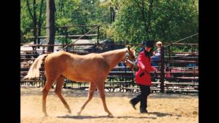 Larks Gold aka Malarky Memorial video