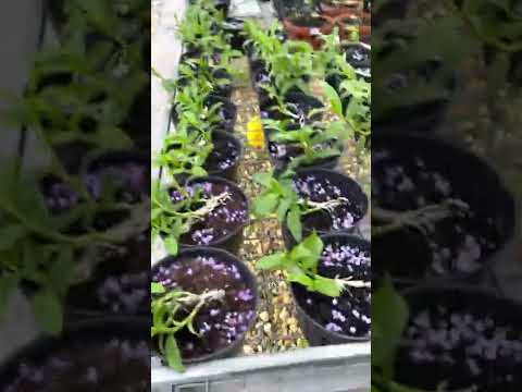 Chia sẻ đam mê Lô HO Nái,kie 52 giá chỉ từ 150k/chậu_0967012208