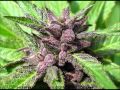 Green and Purple (Black & Yellow remix) 