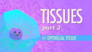 Tissues, Part 2 - Epithelial Tissue: Crash Course A&P #3