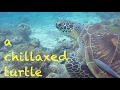 Diving - Philippinen 2017 - a chillaxed turtle / Tiefenentspannte Schildkröte- Asien