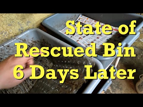 Recovery of European nightcrawler worm bin that was tainted - vermicomposting