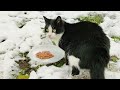 Hungry Homeless Tuxedo Cat Asked For Food In Winter