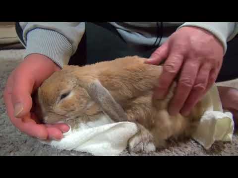 A cute spoiled rabbit growls and thumps when owner stops petting